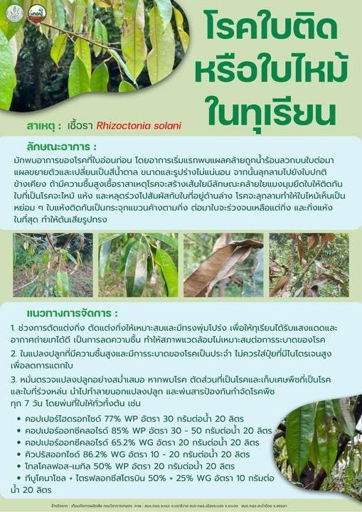 ระวัง โรคใบติดหรือใบไหม้ จาก เชื้อรา Rhizoctonia solani ในทุเรียน