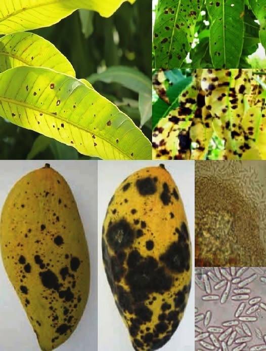 ระวัง !โรคแอนแทรคโนส (เชื้อรา Colletotrichum gloeosporioides) ในมะม่วง