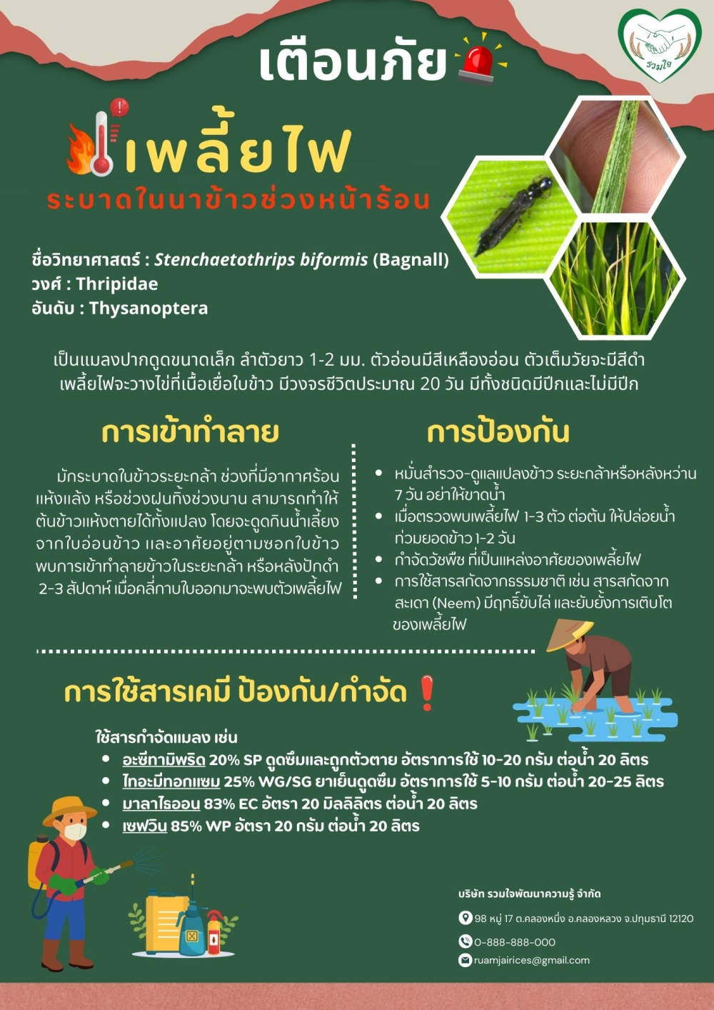 เพลี้ยไฟข้าวในช่วงฤดูร้อน