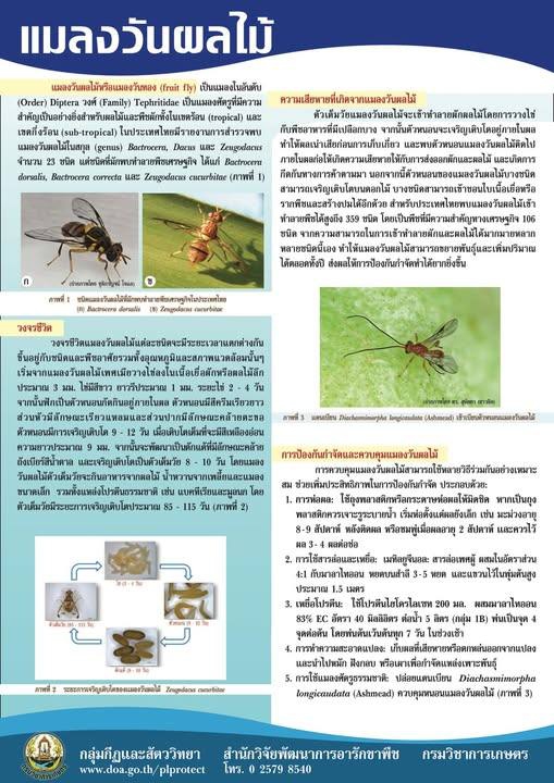 ความเสียหายที่เกิดจากแมลงวันผลไม้