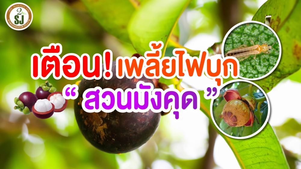 เตือนการระวัง เพลี้ยไฟ ในมังคุด ประจำเดือน มีนาคม 2569