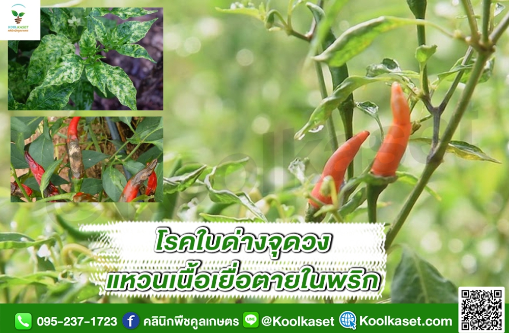 เตือนการเฝ้าระวัง