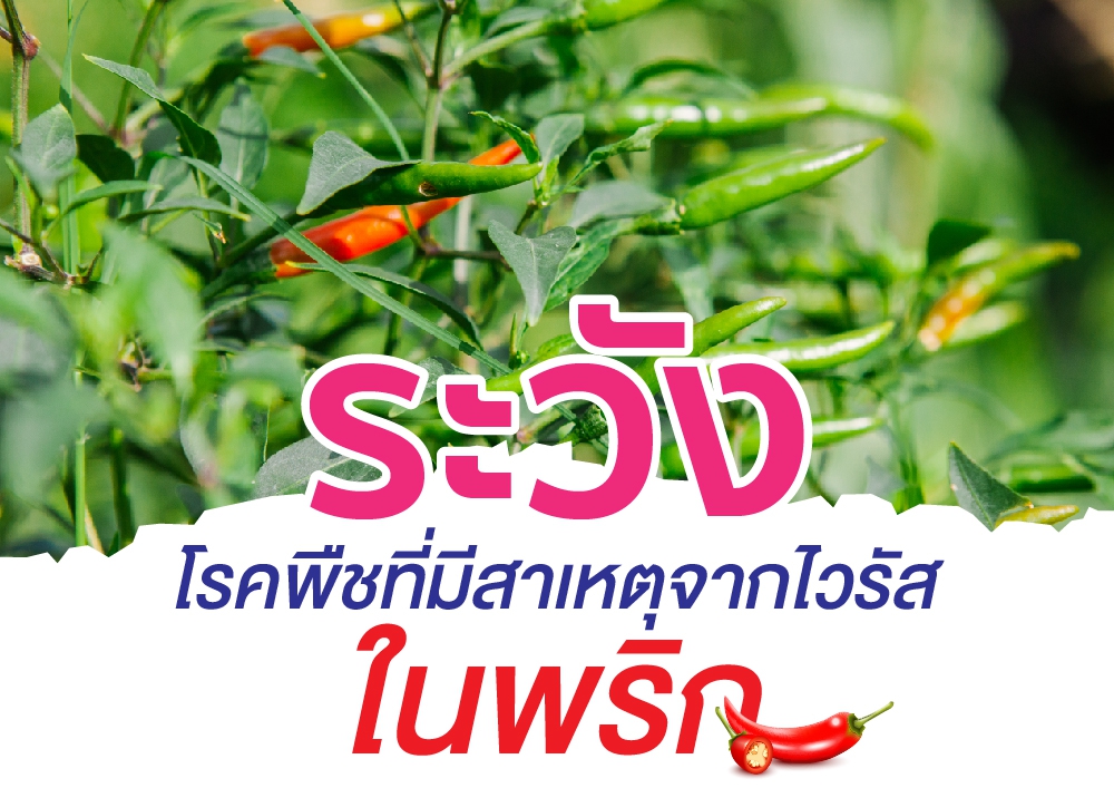 เตือนการเฝ้าระวัง