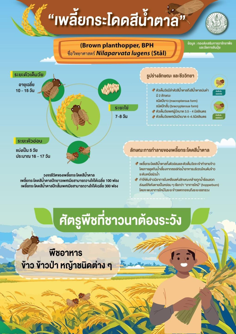 เพลี้ยกระโดดสีน้ำตาล