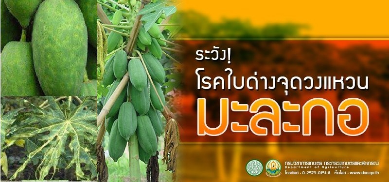 ระวังโรคใบด่างจุดวงแหวน