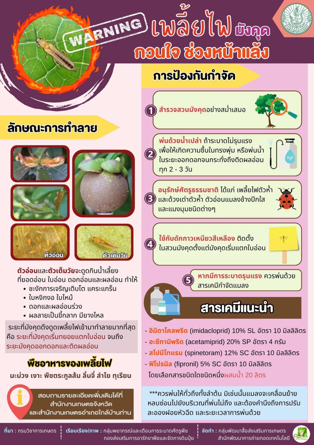 แจ้งเตือนการระบาดเพลี้ยไฟในมังคุด