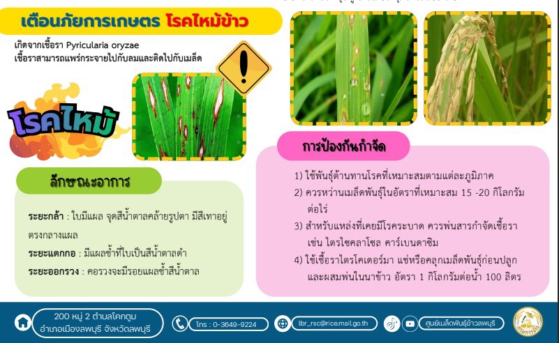 โรคไหม้ข้าว.