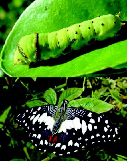 ระวัง หนอนแก้วส้ม ในส้มโอ