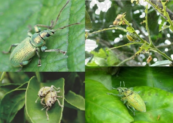 ระวัง!!!!!แมลงค่อมทองในพืชตระกูลส้ม(เช่น