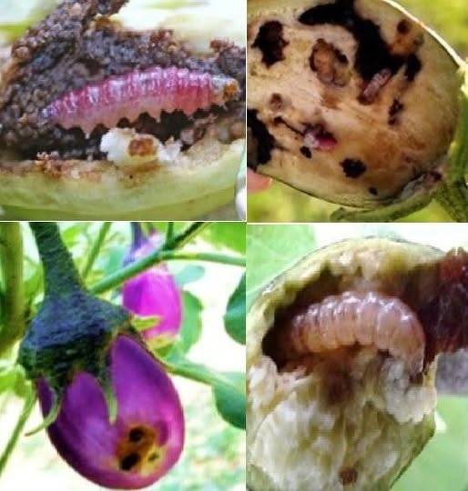 ระวัง!!!! หนอนเจาะผลมะเขือ ในมะเขือเปราะ