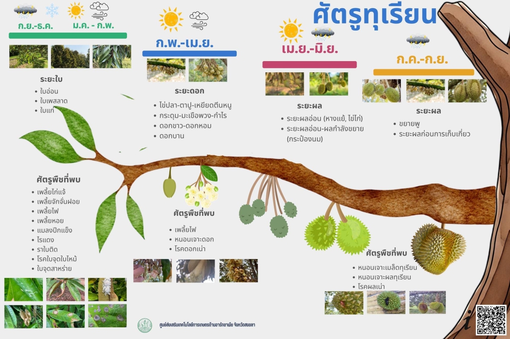 เตือนเกษตรกรผู้ปลูกทุเรียน