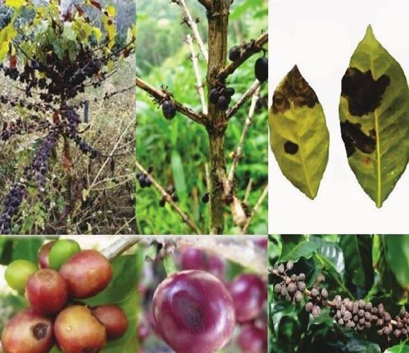 ระวังโรคแอนแทรคโนสหรือโรคใบไหม้สีน้ำตาล