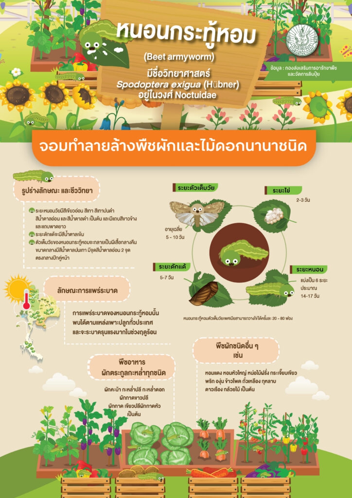 หนอนกระทู้หอม