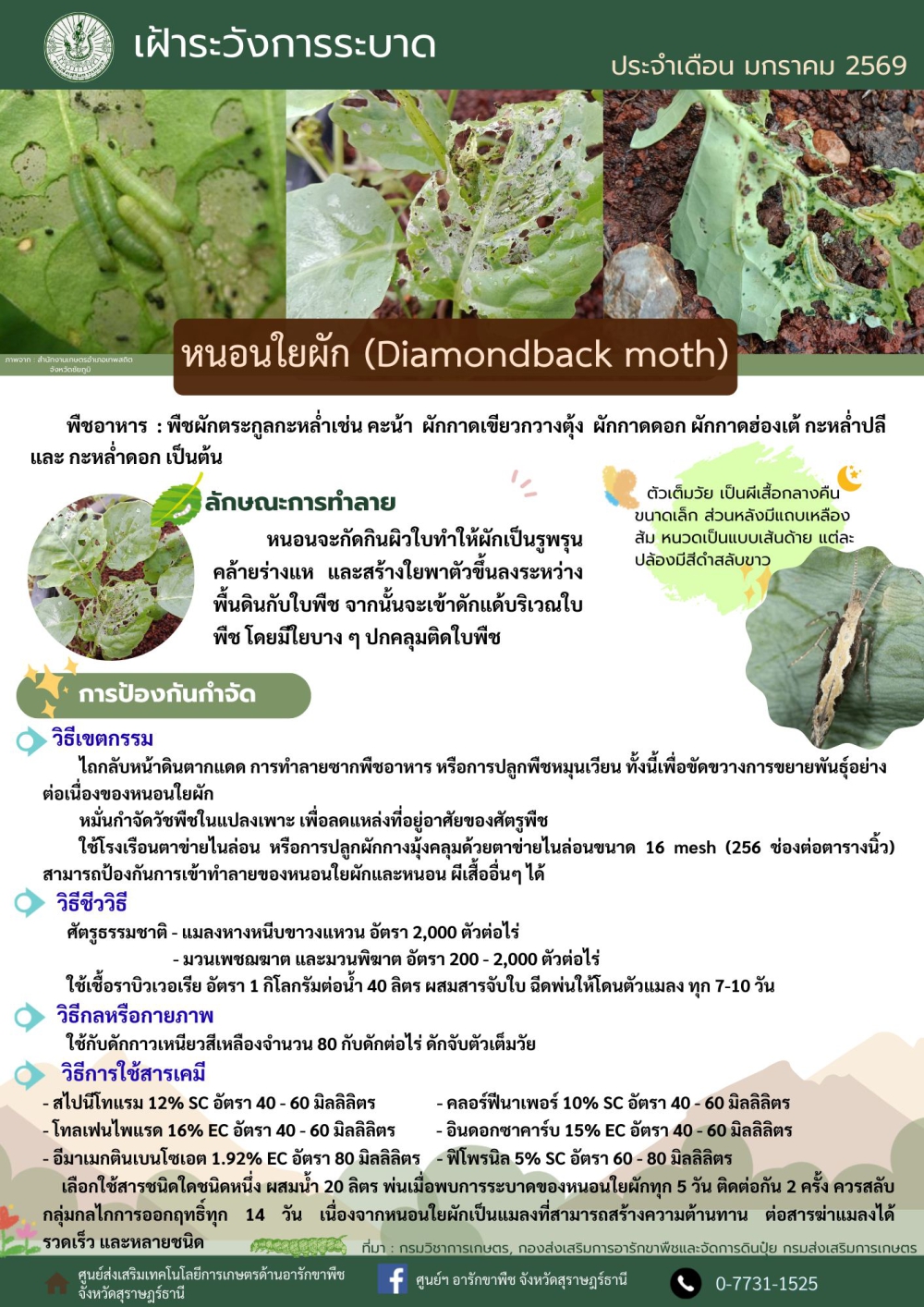 รับมือกับหนอนใยผัก(Diamondbackmoth)ศัตรูพืชที่สร้างความเสียหายทางเศรษฐกิจต่อพืชผักตระกูลกะหล่ำอย่างมหาศาล
