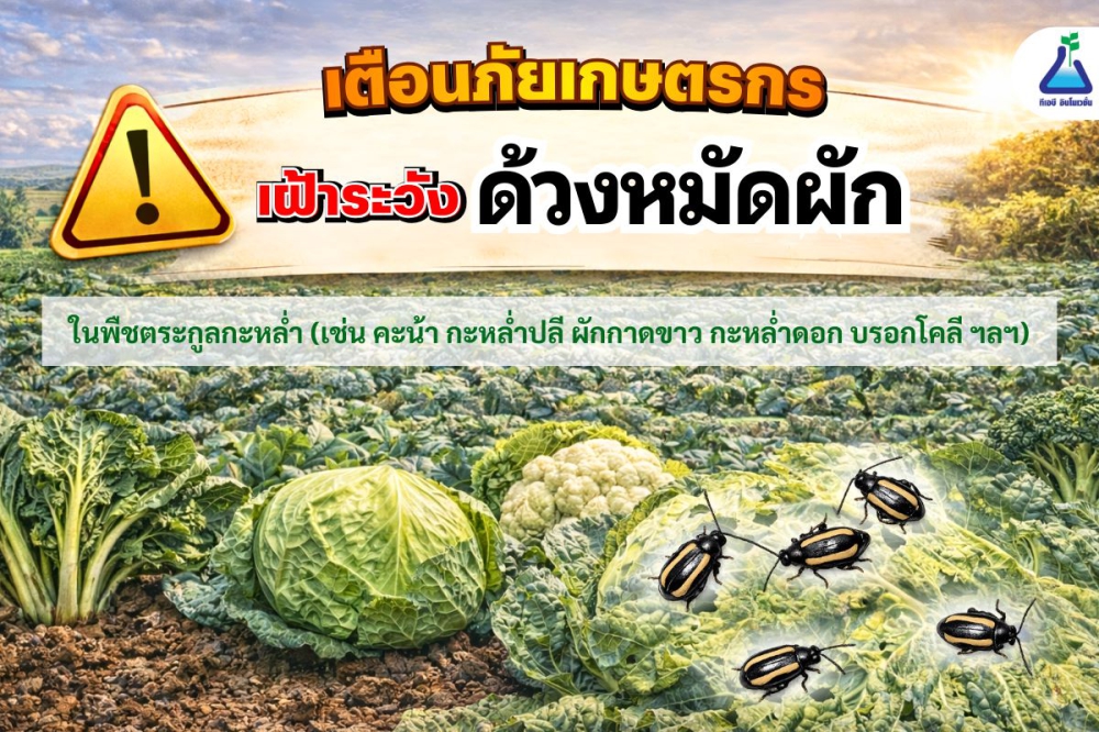 เตือนการเฝ้าระวัง