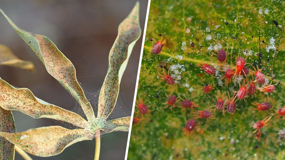 เตือนการเฝ้าระวัง