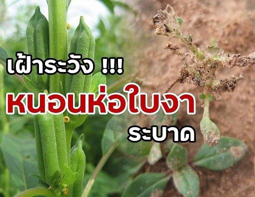 เตือนการเฝ้าระวัง หนอนห่อใบงา ประจำเดือน มีนาคม 2569