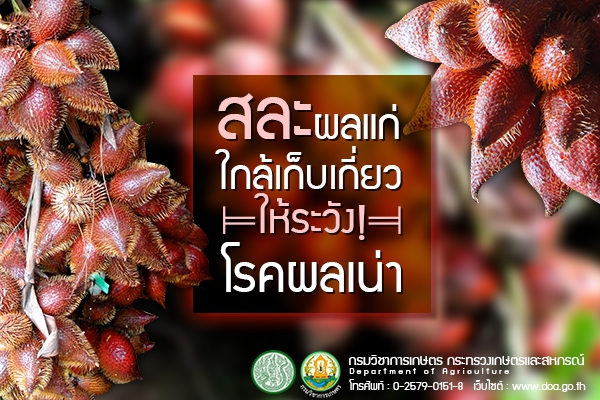 เตือนการเฝ้าระวัง โรคผลเน่า ในสละ ประจำเดือน มีนาคม 2569