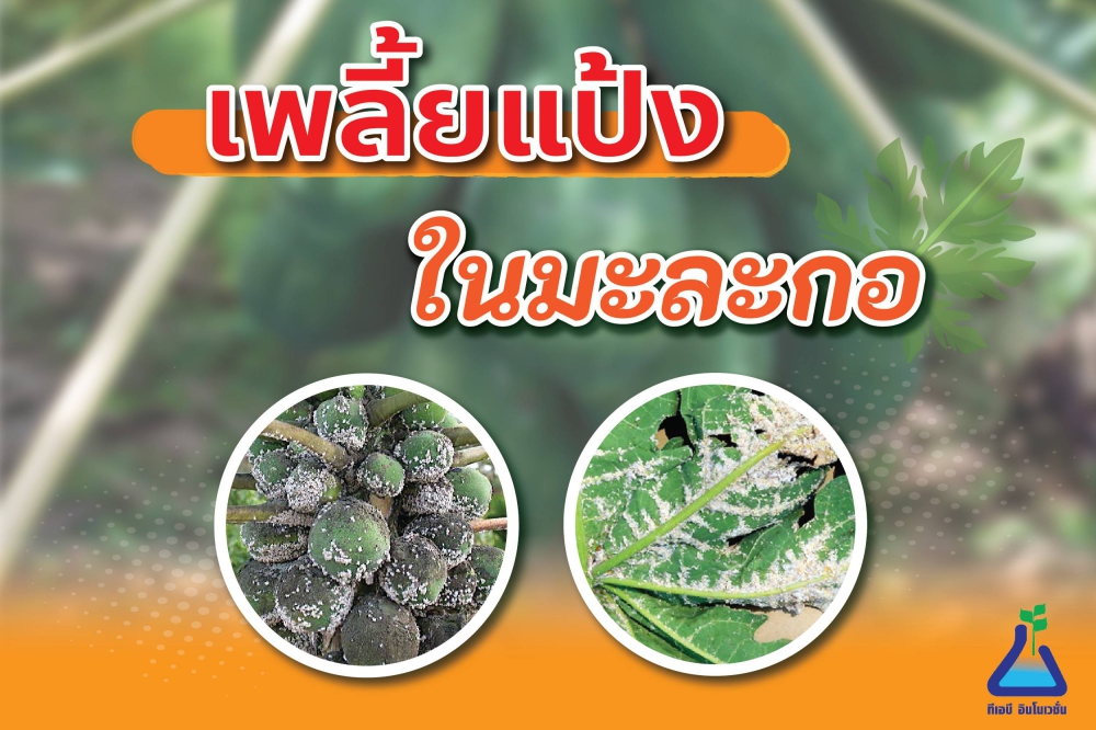 เตือนการเฝ้าระวัง