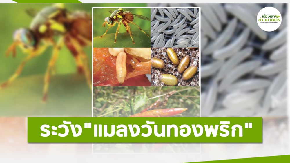 เตือนการเฝ้าระวัง