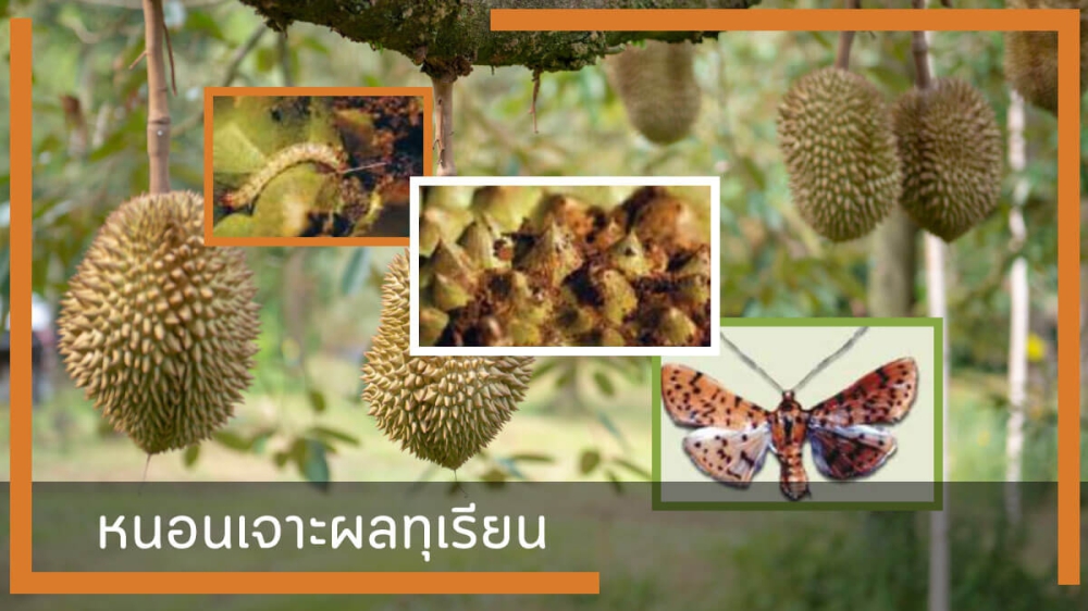 เตือนการเฝ้าระวัง