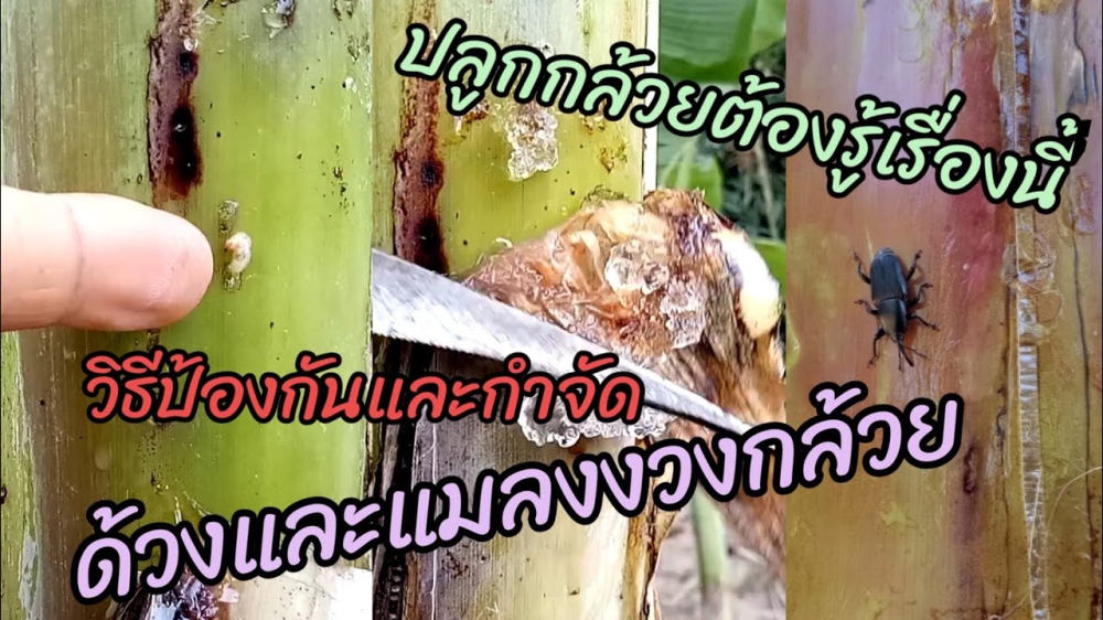 เตือนการเฝ้าระวัง