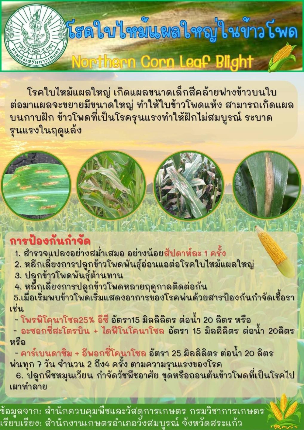 โรคใบใหม้แผลใหญ่ในข้าวโพด