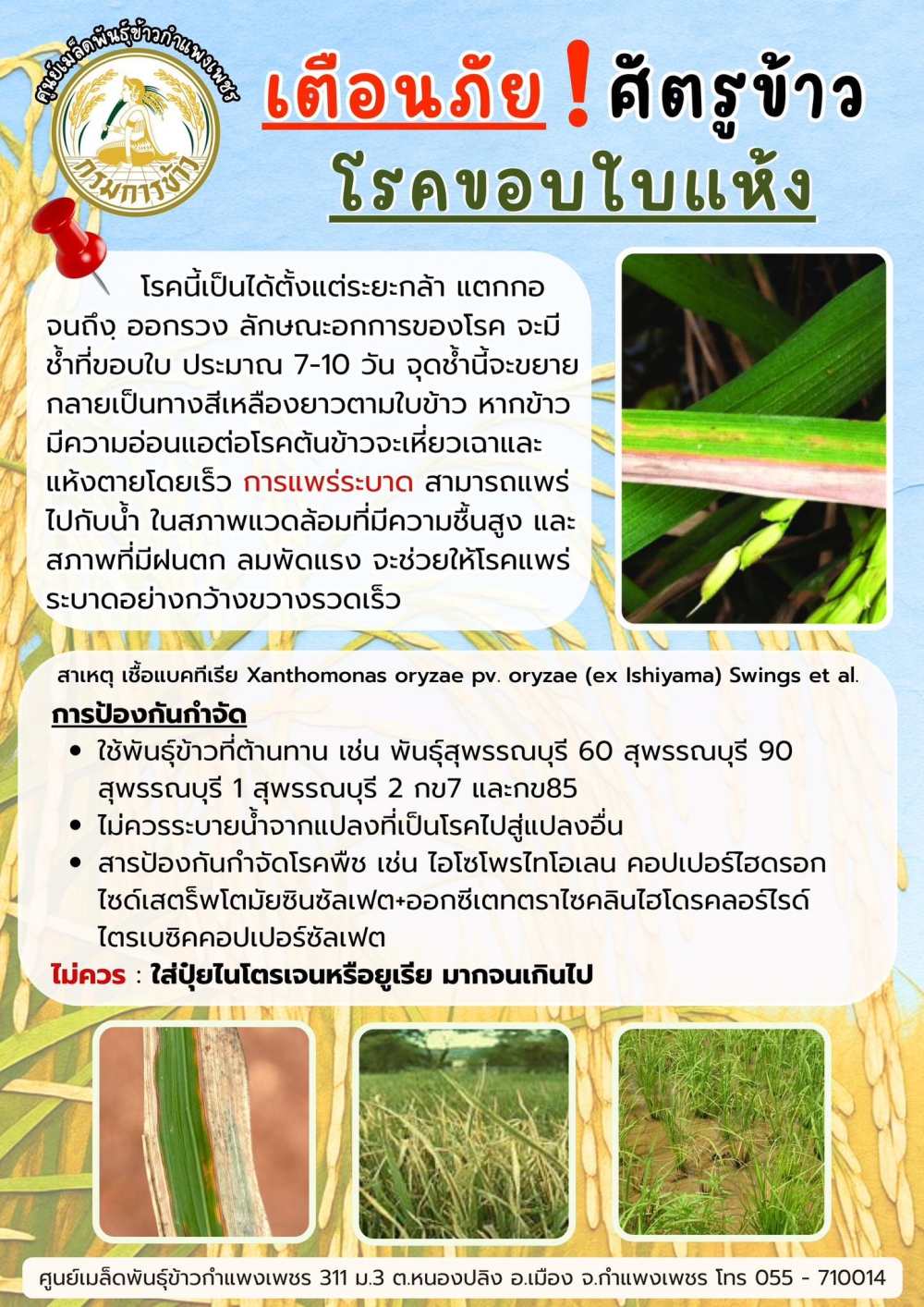 เตือนภัยเกษตรกรเรื่ิองการเฝ้าระวังโรคขอบใบแห้งในพื้นที่จังหวัดกำแพงเพชร