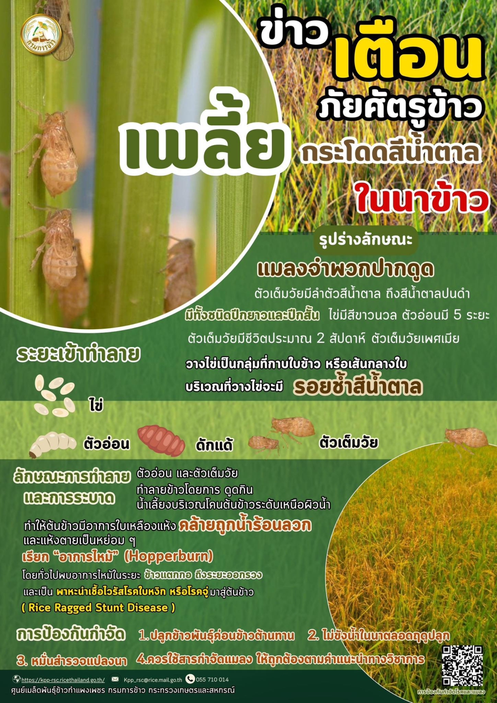 เตือนภัยเกษตรกรเรื่องการเฝ้าระวังเพลี้ยกระโดดสีน้ำตาลระบาดในพื้นที่จังหวัดกำแพงเพชร