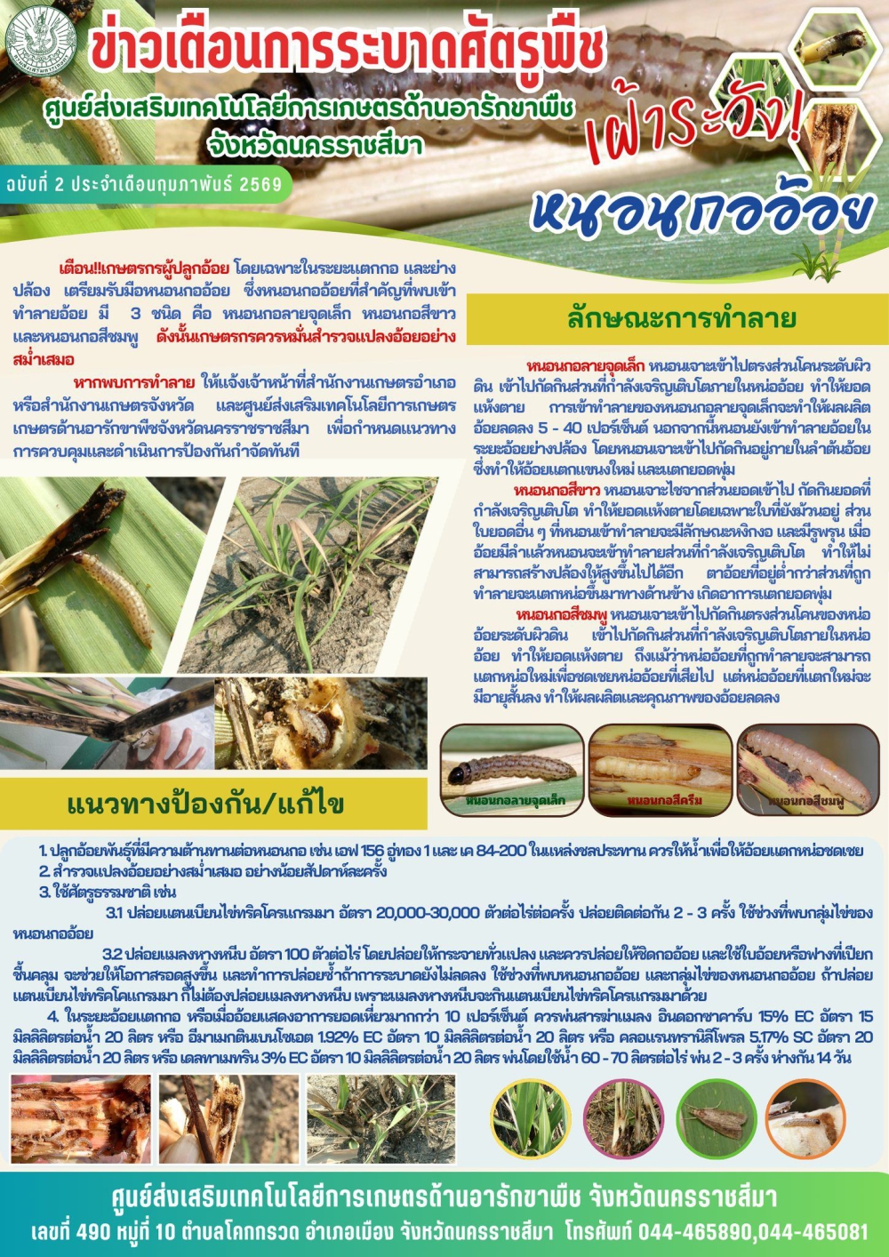 องค์ความรู้เรื่องการเฝ้าระวังและป้องกันกำจัดหนอนกออ้อย