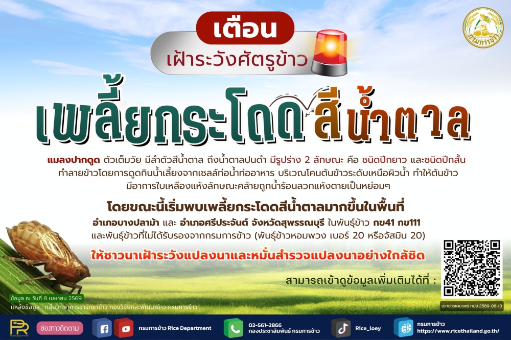 เตือนเฝ้าระวังศัตรูข้าว : เพลี้ยกระโดดสีน้ำตาล