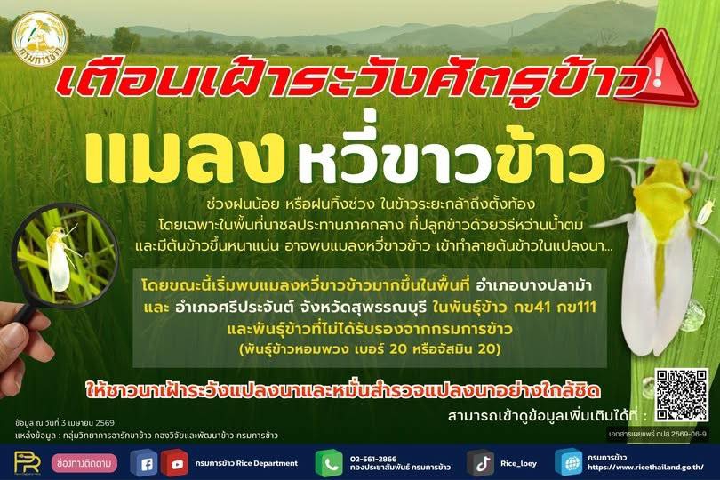 เตือนเฝ้าระวังศัตรูข้าว : แมลงหวี่ขาวข้าว
