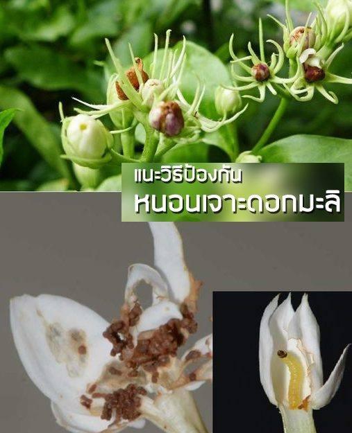 ระวัง! หนอนเจาะดอกมะลิ ในมะลิ