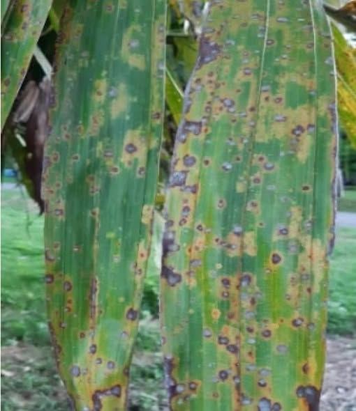 ระวังโรคใบจุดในสละ