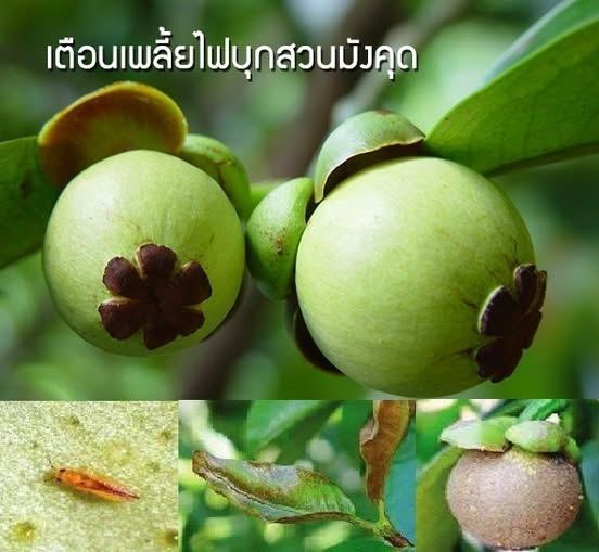 ระวัง เพลี้ยไฟ ในมังคุด