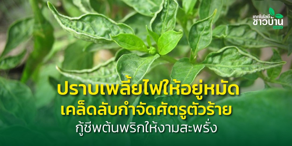 เตือนการเฝ้าระวัง