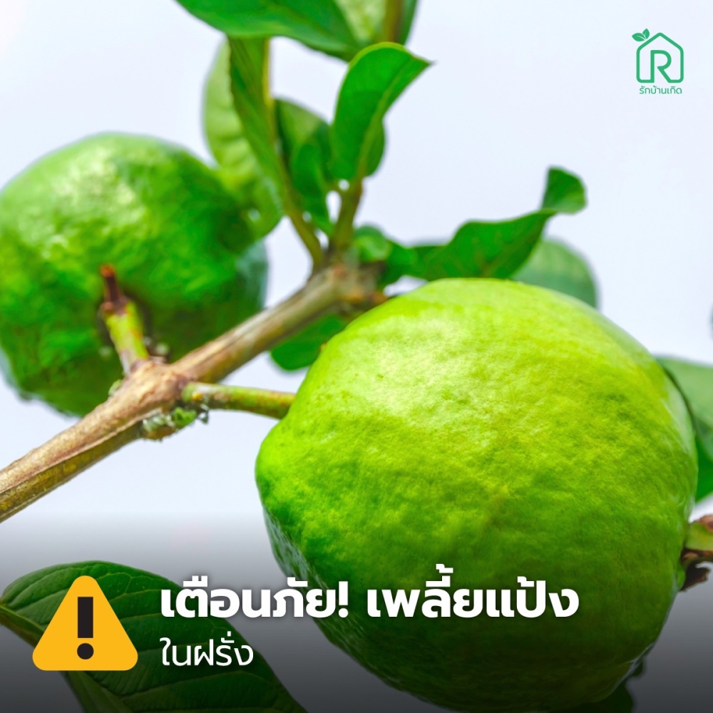 เตือนการเฝ้าระวัง