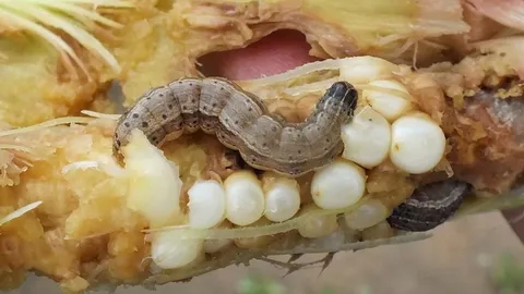 เตือนการเฝ้าระวัง