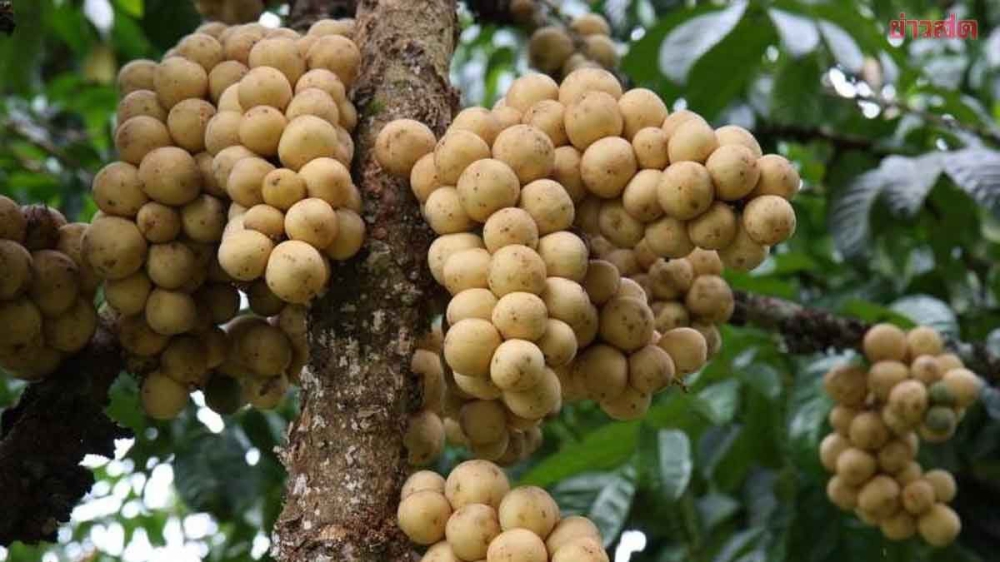 เตือนการเฝ้าระวัง