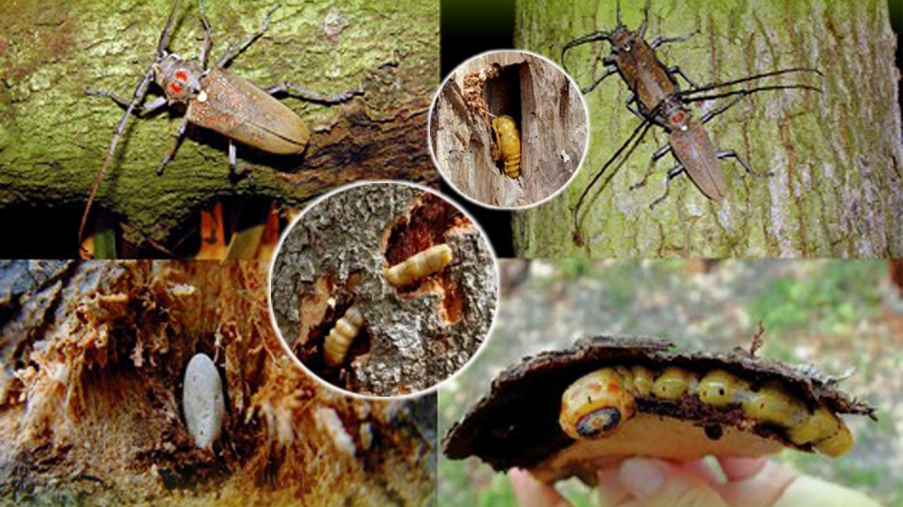 เตือนการเฝ้าระวัง