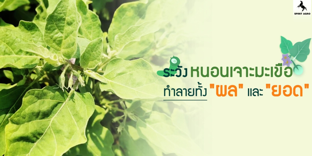 เตือนการเฝ้าระวัง