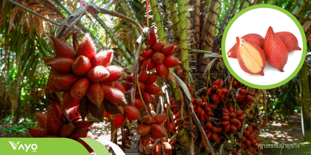 เตือนการเฝ้าระวัง โรคใบจุดในสละ ประจำเดือน เมษายน 2569