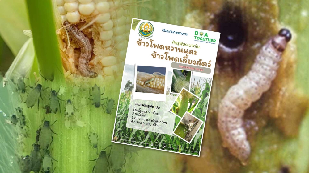 เตือนการเฝ้าระวัง