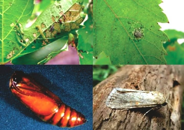 ระวัง หนอนกระทู้หอม ในองุ่น