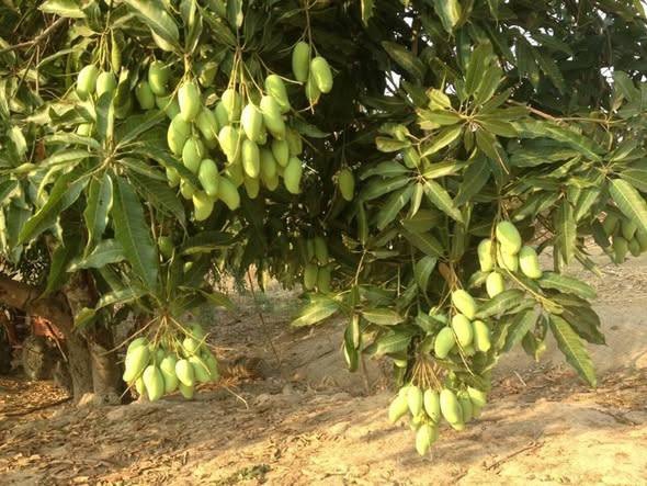 เตือน!ชาวสวนมะม่วงระวังโรคแมลงบุกสวน