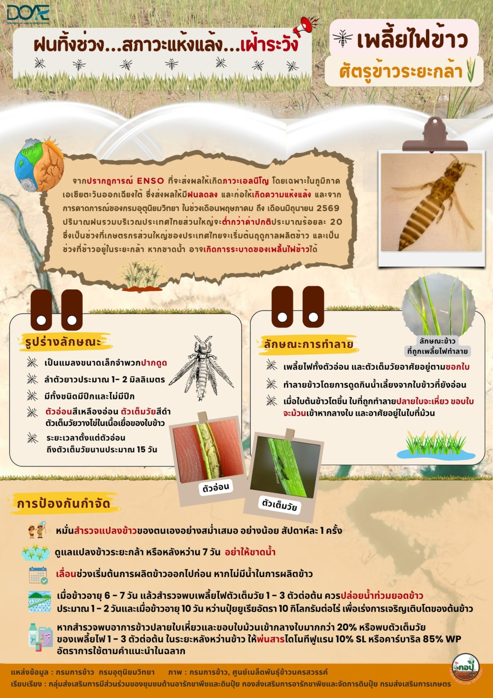 เพลี้ยไฟข้าวในระยะกล้า