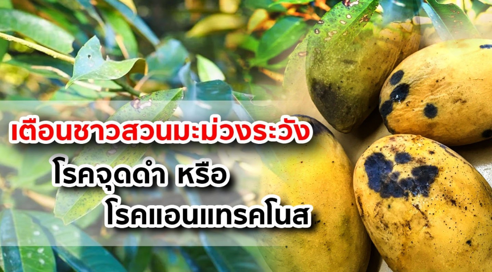 เตือนชาวสวนมะม่วงระวังโรคแมลงบุกสวน