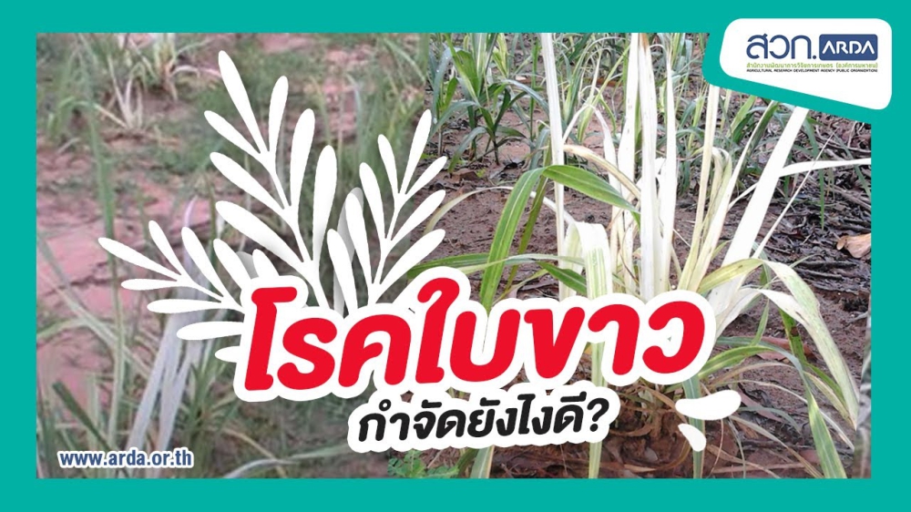 เตือนการเฝ้าระวัง โรคใบขาว ในอ้อย ประจำเดือน เมษายน 2569