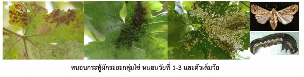 เตือนการเฝ้าระวัง