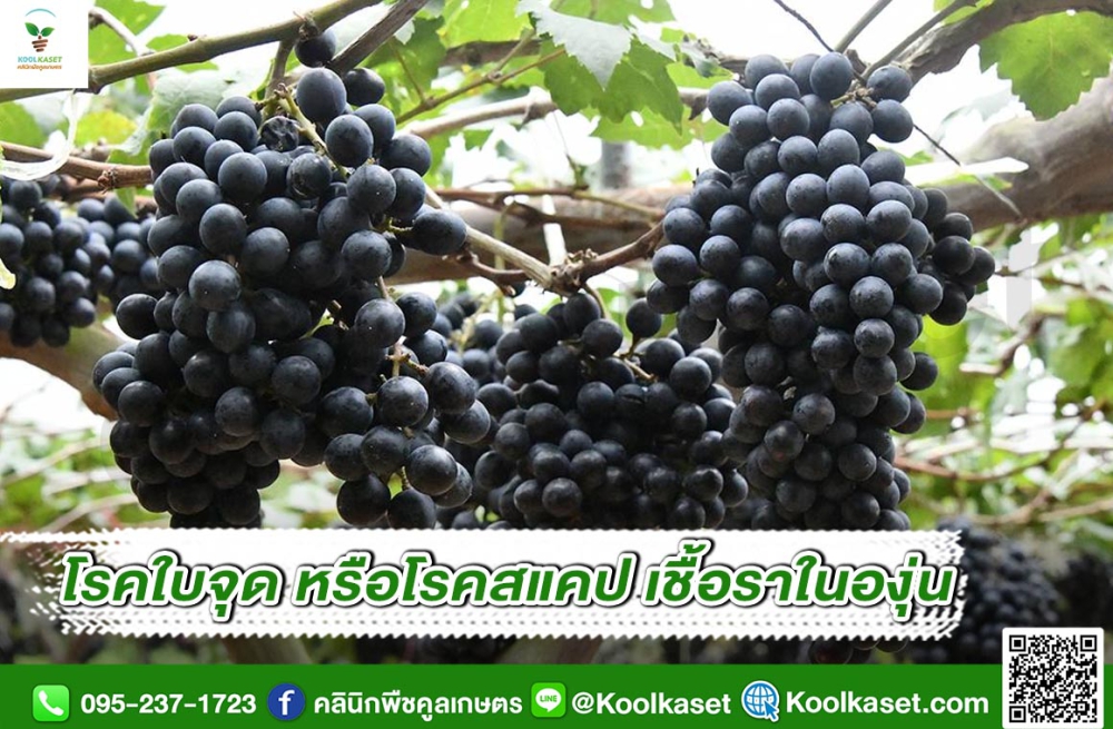 เตือนการเฝ้าระวัง